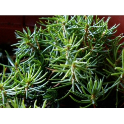 nasiona Świerk crassifolia szt.10 Flxx51