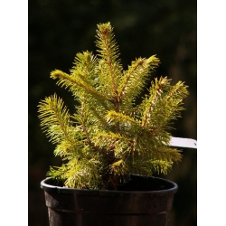 nasiona Świerk crassifolia szt.10 Flxx51