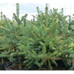 nasiona Świerk crassifolia szt.10 Flxx51