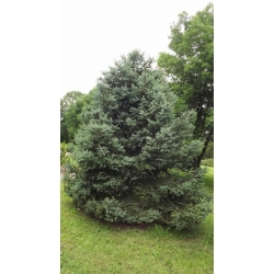 nasiona Świerk crassifolia szt.10 Flxx51