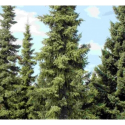 nasiona Świerk czarny szt.10 Flxx56