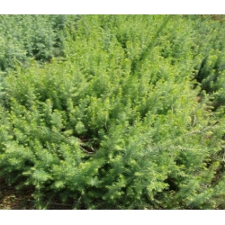 nasiona Świerk czerwony szt.10 Flxx60