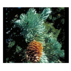 nasiona Świerk Engelmanna szt.10 Flxx52