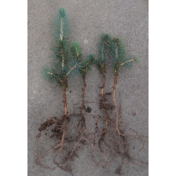 nasiona Świerk Engelmanna szt.10 Flxx52