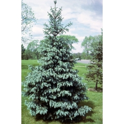 nasiona Świerk Engelmanna szt.10 Flxx52