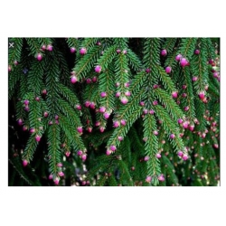 nasiona Świerk kaukaski szt.10 Flxx58