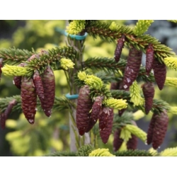 nasiona Świerk kaukaski szt.10 Flxx58