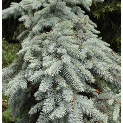 nasiona Świerk kłujący srebrny szt.5 Flxx59