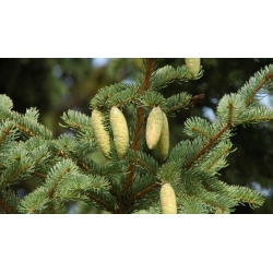 nasiona Świerk koreański szt.10 Flxx55