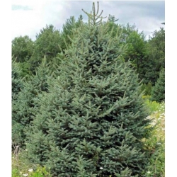 nasiona Świerk Meyera szt.10 Flxx57