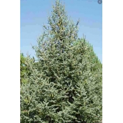 nasiona Świerk Meyera szt.10 Flxx57