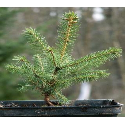 nasiona Świerk Schrenka szt.10 Flxx61