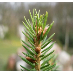 nasiona Świerk Schrenka szt.10 Flxx61