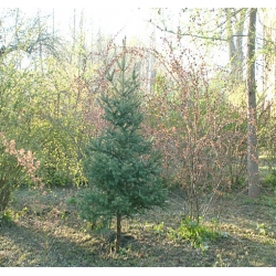 nasiona Świerk Schrenka szt.10 Flxx61