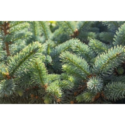 nasiona Świerk sitkajski szt.10 Flxx62