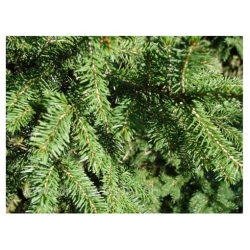 nasiona Świerk Wilsona szt.10 Flxx63