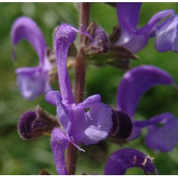 nasiona Szałwia łąkowa szt.10 Flxx125