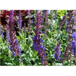 nasiona Szałwia łąkowa szt.10 Flxx125