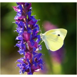 nasiona Szałwia łąkowa szt.10 Flxx125