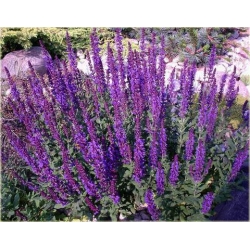 nasiona Szałwia łąkowa szt.10 Flxx125