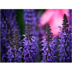 nasiona Szałwia omszona szt.10 Flxx126