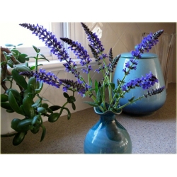 nasiona Szałwia omszona szt.10 Flxx126