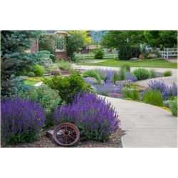 nasiona Szałwia omszona szt.10 Flxx126