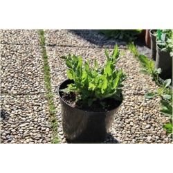 nasiona Szałwia omszona szt.10 Flxx126