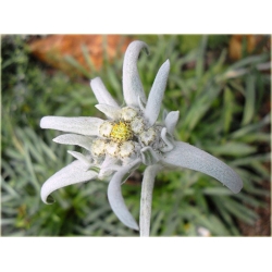 nasiona Szarotka alpejska szt.10 Flxx111