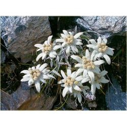 nasiona Szarotka alpejska szt.10 Flxx111