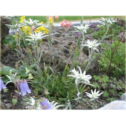 nasiona Szarotka alpejska szt.10 Flxx111