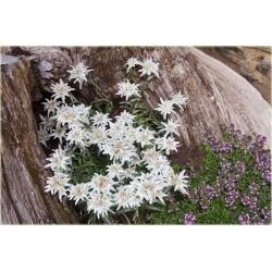 nasiona Szarotka alpejska szt.10 Flxx111