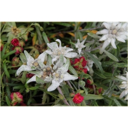 nasiona Szarotka alpejska szt.10 Flxx111