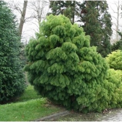 nasiona Szydlica japońska szt.10 Flxx40