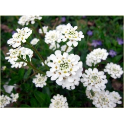 nasiona Ubiorek wiecznie zielony biały szt.10 Flxx110