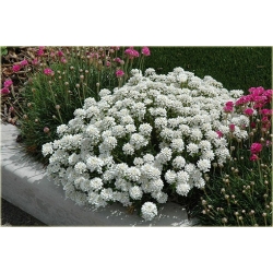 nasiona Ubiorek biały szt.10 Flxx110