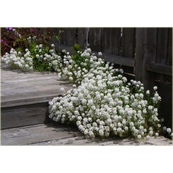 nasiona Ubiorek biały szt.10 Flxx110