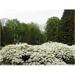 nasiona Ubiorek biały szt.10 Flxx110