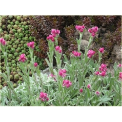 nasiona Ukwap dwupienny szt.10 Flxx134