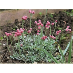 nasiona Ukwap dwupienny szt.10 Flxx134