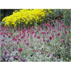 nasiona Ukwap dwupienny szt.10 Flxx134