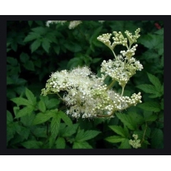 nasiona Wiązówka błotna szt.10 Flxx133