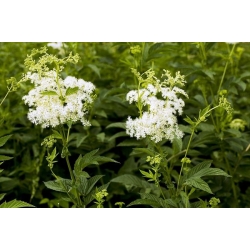 nasiona Wiązówka błotna szt.10 Flxx133