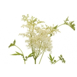 nasiona Wiązówka błotna szt.10 Flxx133