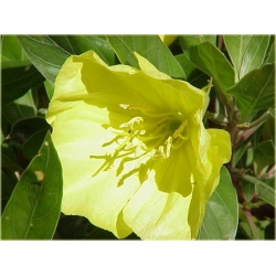 nasiona Wiesiołek missouryjski szt.10 Flxx120