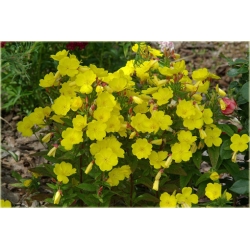 nasiona Wiesiołek missouryjski szt.10 Flxx120