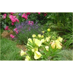 nasiona Wiesiołek missouryjski szt.10 Flxx120