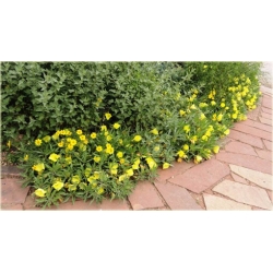 nasiona Wiesiołek missouryjski szt.10 Flxx120