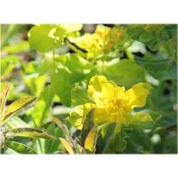 nasiona Wilczomlecz pstry szt.10 Flxx128