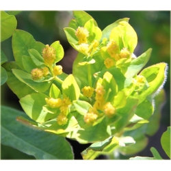 nasiona Wilczomlecz pstry szt.10 Flxx128